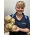 BROWN ONIONS  1.3KG Bag Pukekohe Grown